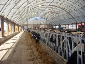 Hoop Barns Cattle Confinement
